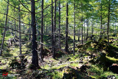 一路向北--呼倫貝爾大草原夏日暢快淋漓的撒歡行