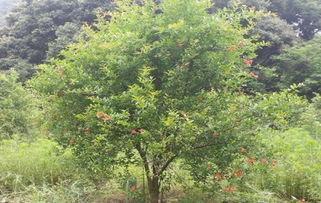 盜伐林木罪一般判多久