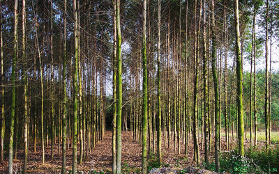 這種林木的生長迅速、能快速產生效益,但想種植卻不易申請