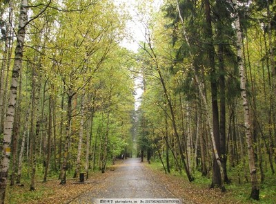 秋季林間小道風景