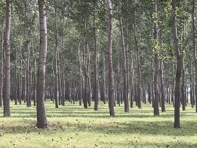 林地、林木、苗木、果樹技術鑒定與損害評估全解析
