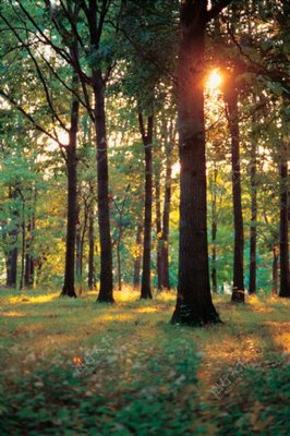 林木風景與蔬菜培育 自然和諧與可持續農業的交融