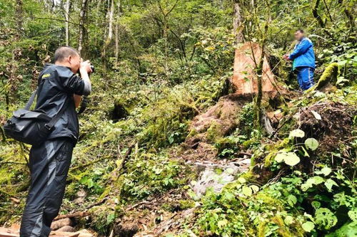 寶興破獲一起盜伐林木案，嫌疑人還非法采挖野生花卉