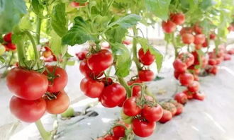 椰糠盆景 無土栽培技術如何顛覆傳統蔬菜種植模式